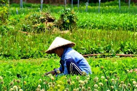 Hat vietnamese tourism photo