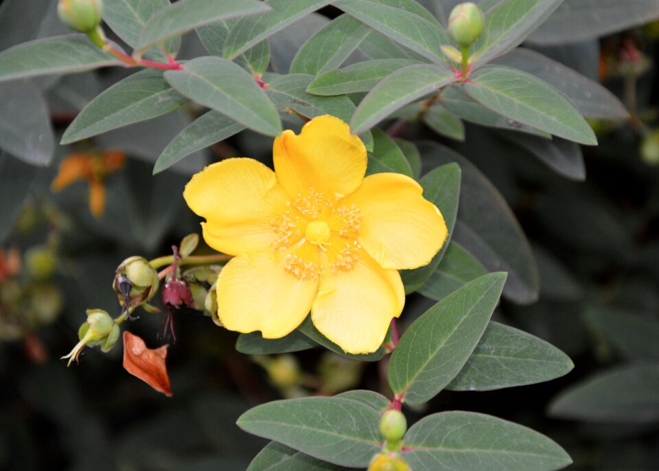 Garden flowering flower garden