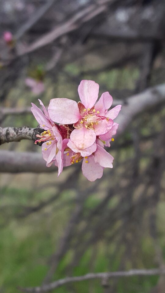 Tree branch outdoor photo