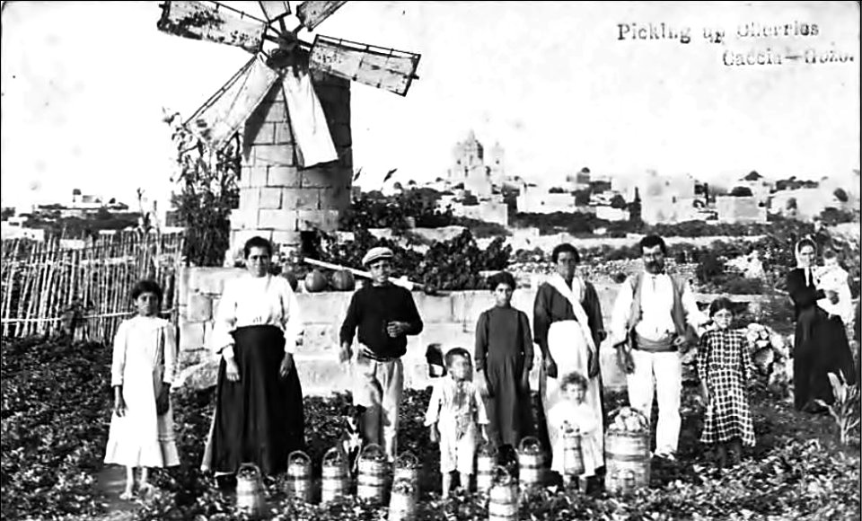Mikiel Farrugia, Picking up cherries in Caccia, Gozo