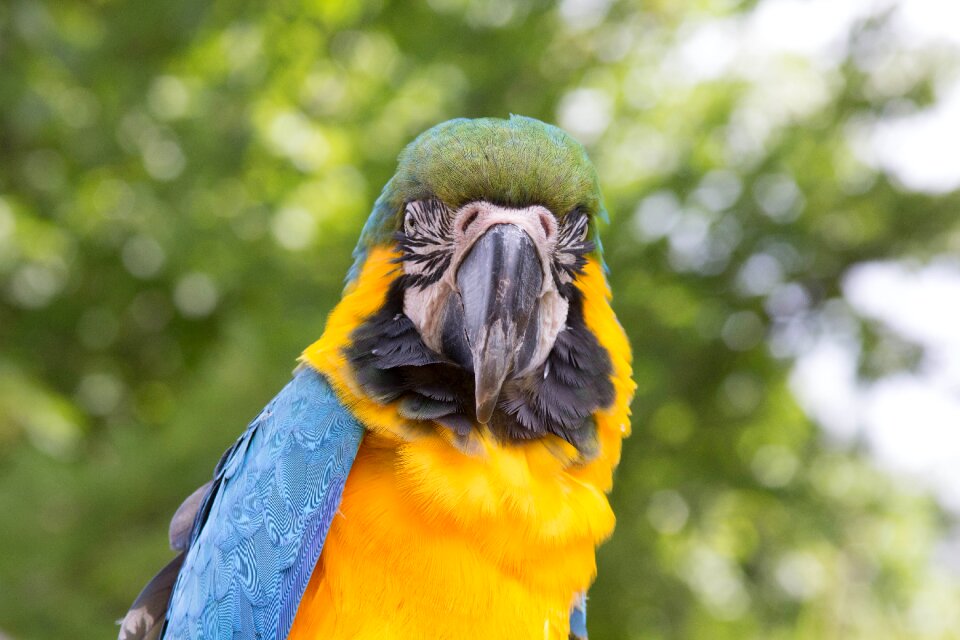 Parrot pet animal colorful