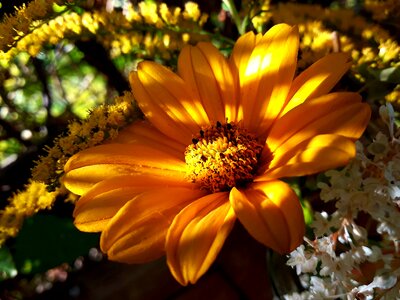 Perennial sunflower sun eye heliopsis helianthoides photo