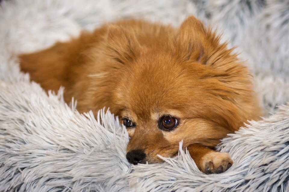 Mammal fur little