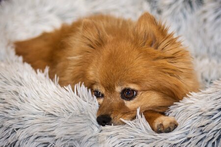 Mammal fur little