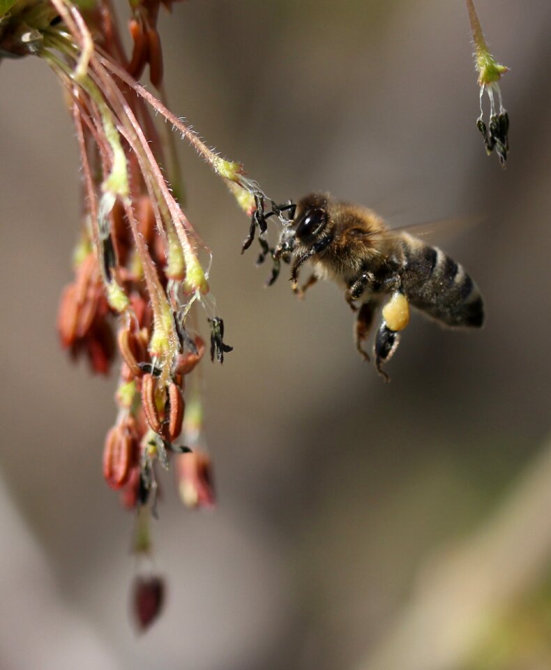 Insecta nature spring