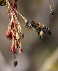 Insecta nature spring