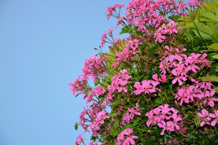 Summer flowers color pink botany photo