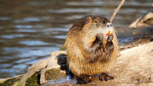 Animal nutria rodent