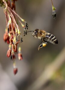Insecta nature spring