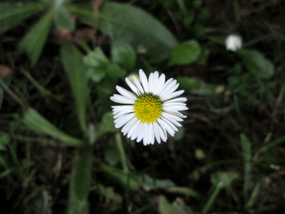 In the lawn daisy summer