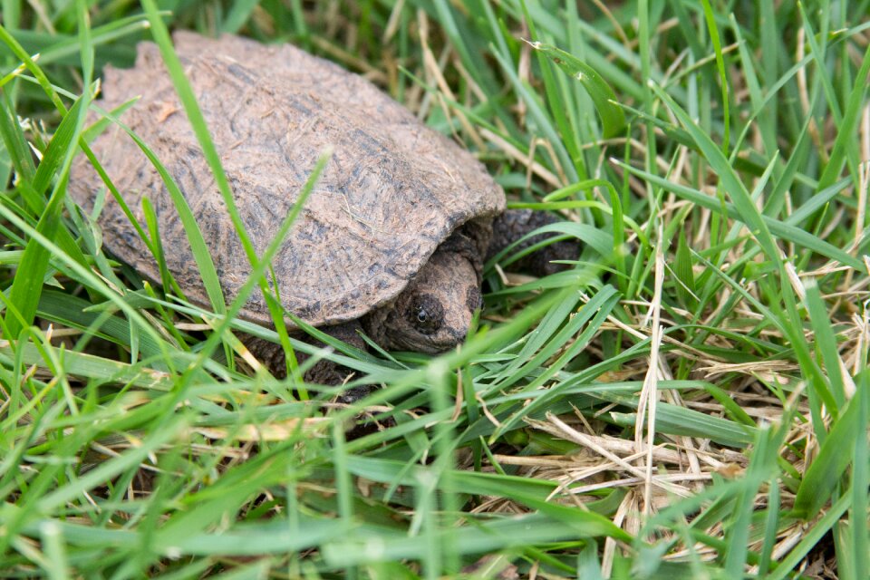 Animal nature turtle