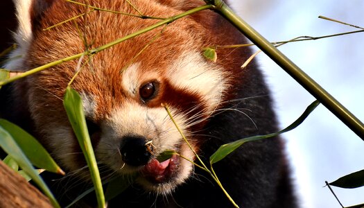 Ailurus fulgens predator mammal