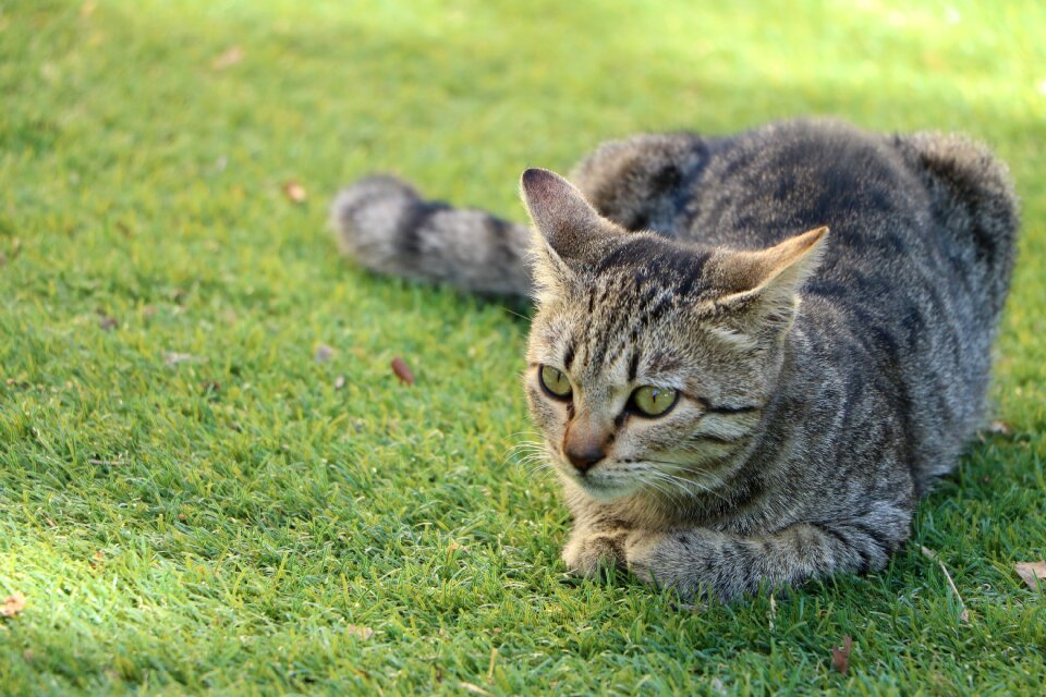 Grass pet green