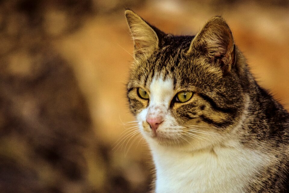 Animal nature looking