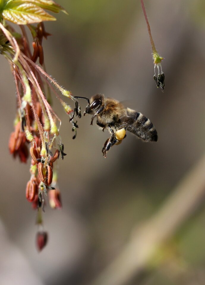 Insecta nature spring