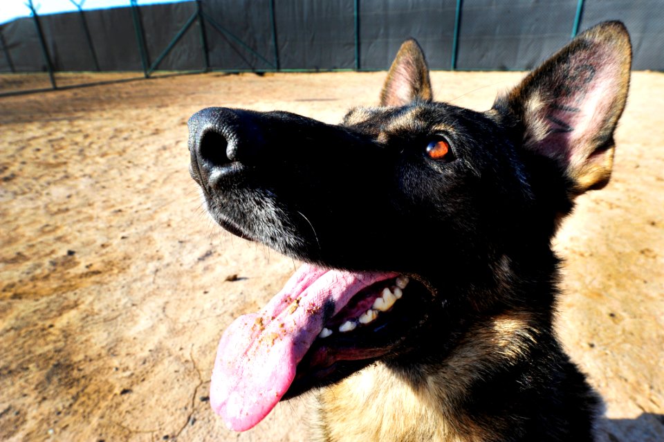 Military working dog 141205-N-RY232-020