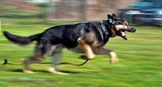 Military working dog training exercises 130410-N-WF272-096 photo