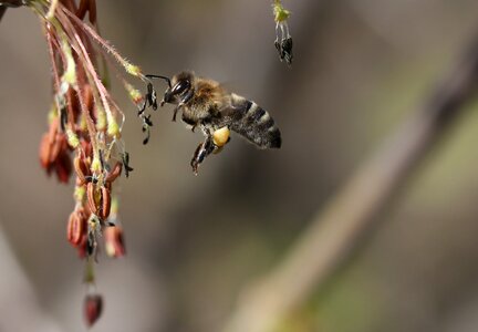 Insecta nature spring