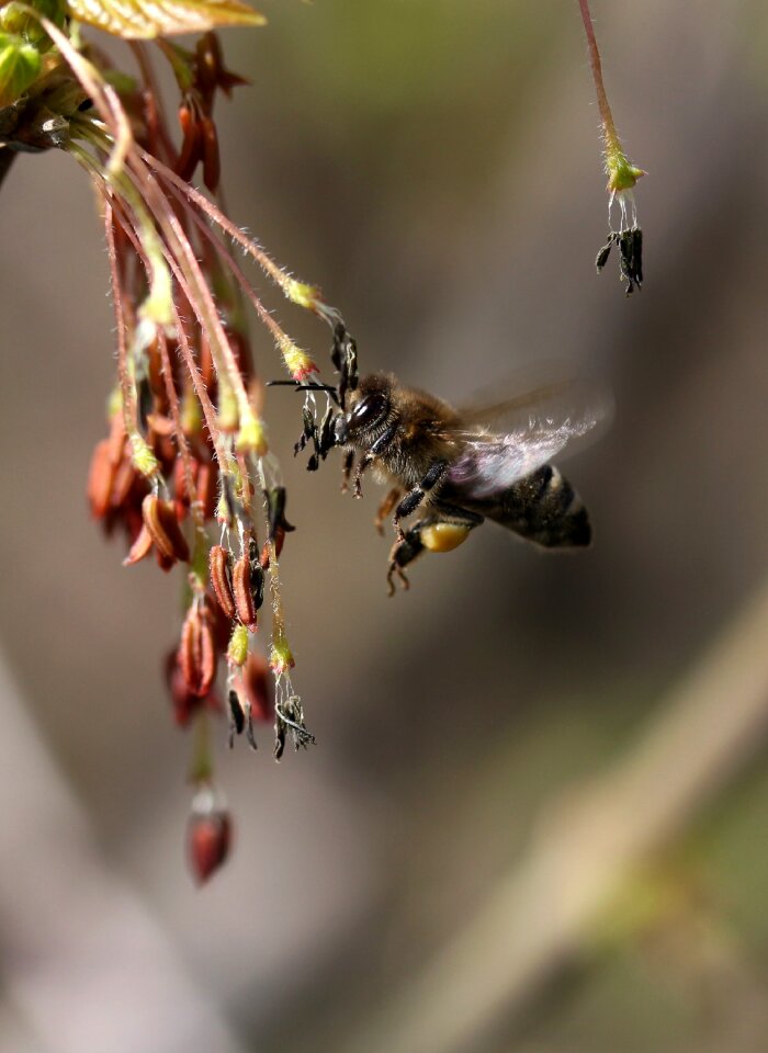 Insecta nature spring