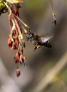 Insecta nature spring