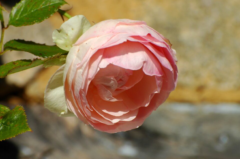 Flower rose blooms close up