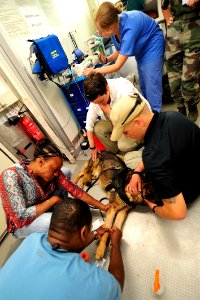 Military working dog medicine 141030-N-RY232-078