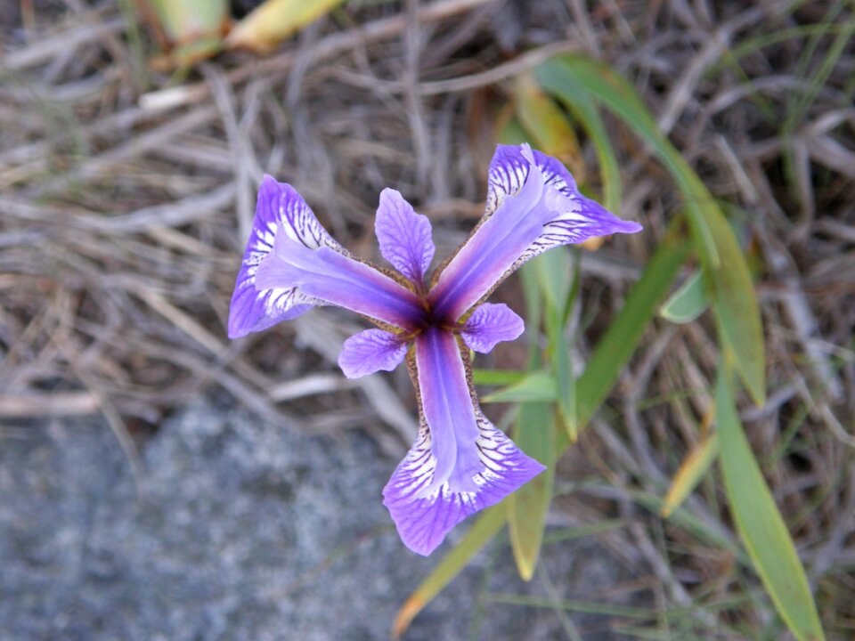 Wild floral nature