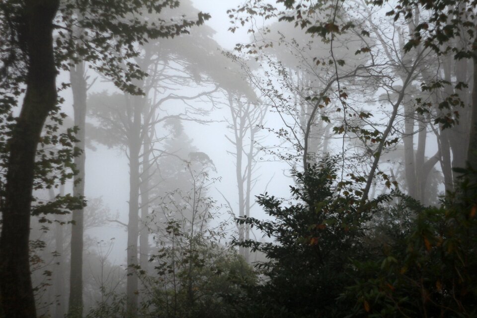 Plants fog gray forest