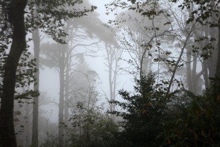 Plants fog gray forest photo