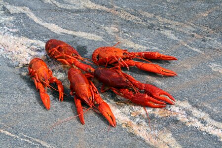 Crab meal lunch