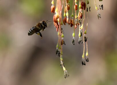 Insecta nature spring