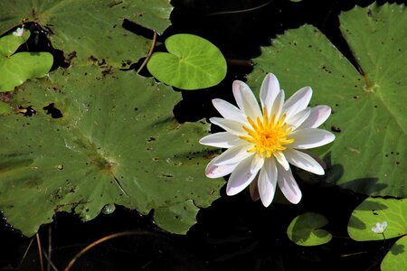 Flower aquatic closeup