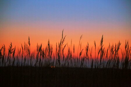 Glow the reed fields exposure to republic of korea