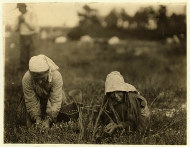 Millie Cornaro, Philadelphia, 10 years old. Been picking cranberries for 6 years. White's Bog, Browns Mills, N. J. This is the fourth week of school and the people here expect to remain here LOC nclc.00047