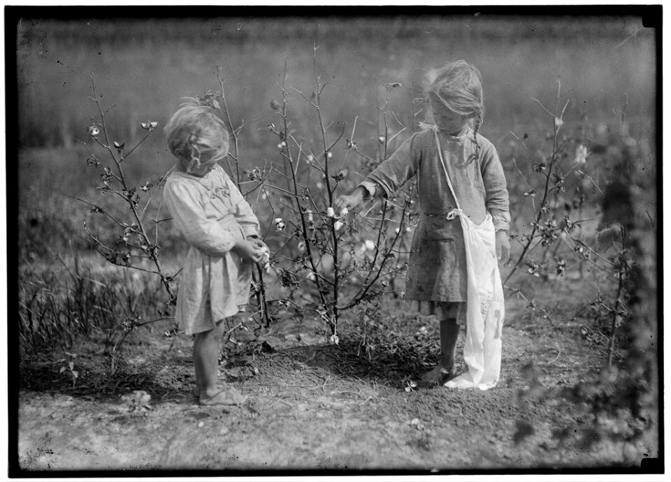 Millie, four years old and Nellie five years old. Cotton pickers on a farm near Houston, Millie picks eight pounds a day and Nellie thirty pounds. This is nearly every day. Home conditions LOC nclc.05536