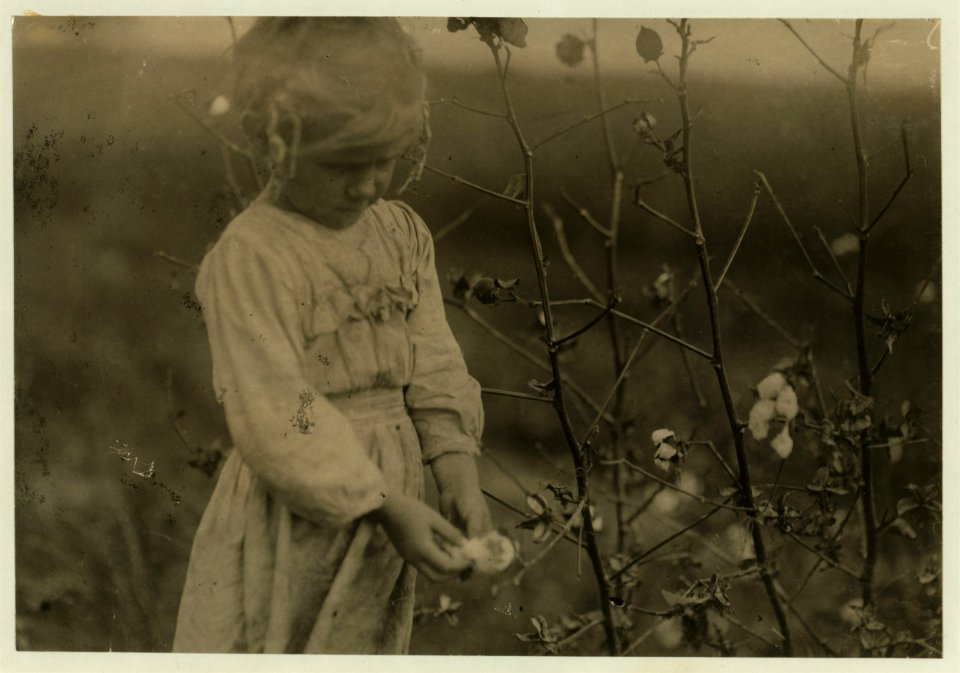 Millie. Four year old cotton picker on farm near Houston. Picks about wight (i.e., eight) pounds a day, regularly. See -3598. LOC nclc.00207