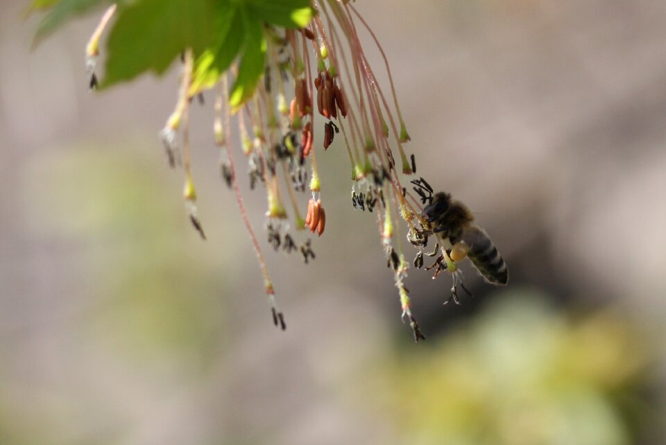 Insecta nature spring