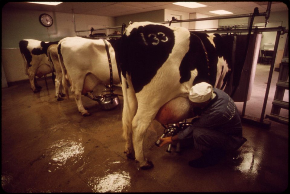 Milking-time-on-experimental-farm-operated-by-epas-las-vegas-national-research-center-may-1972 7136562999 o