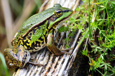 Animal frogs water frog