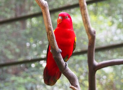 Bird red parakeet photo