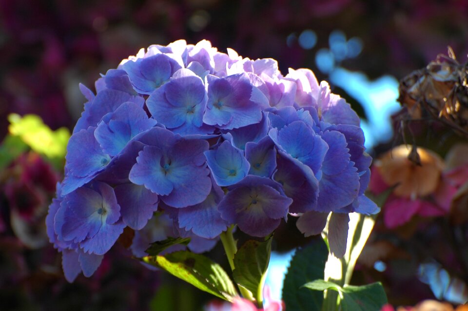 Nature close up view blossom