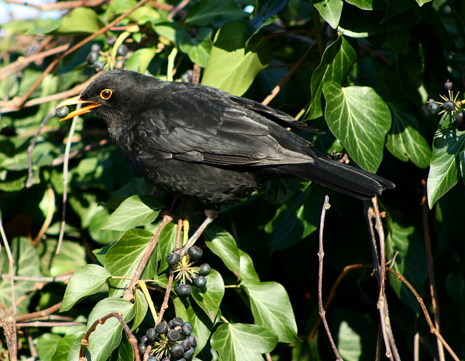 Bird blackbird animal world