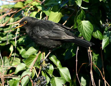Bird blackbird animal world photo