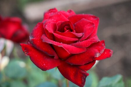 Rose love red rose
