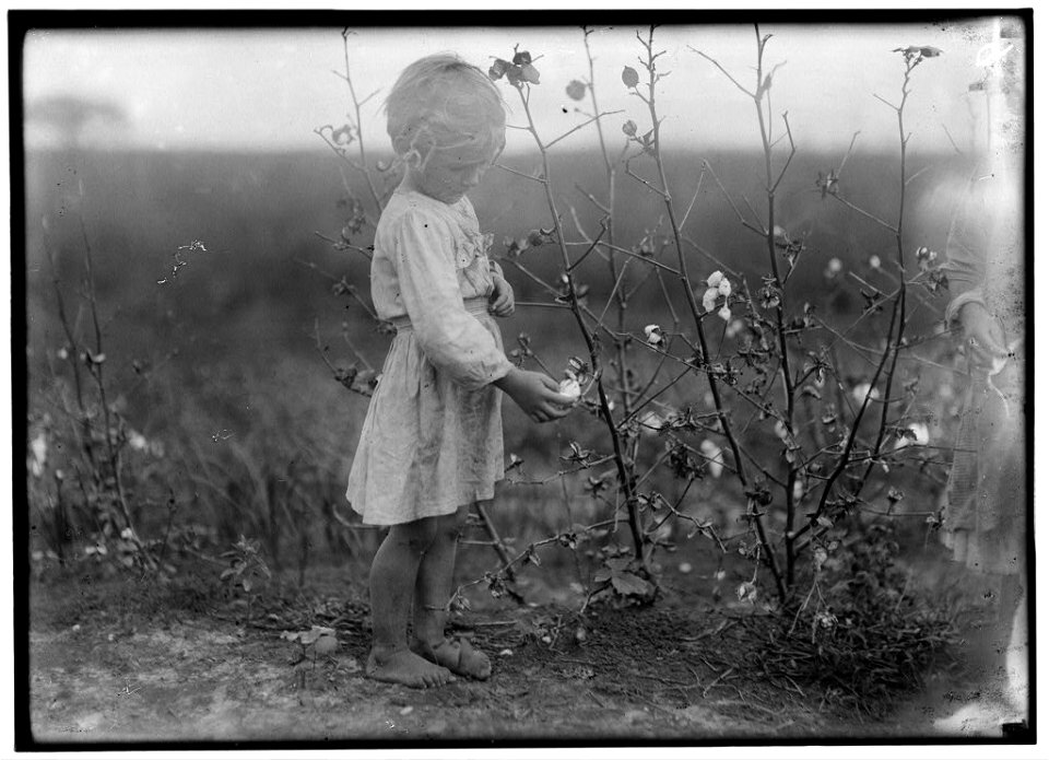 Millie. Four year old cotton picker on farm near Houston. Picks about eight pounds a day, regularly. See -3598. LOC nclc.05537