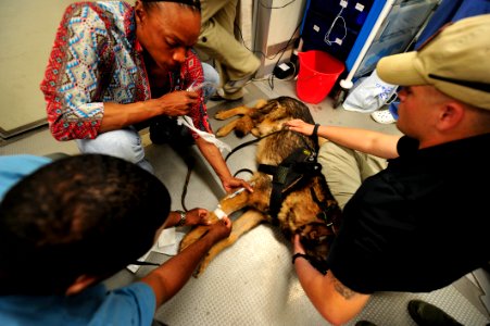 Military working dog medicine 141030-N-RY232-109