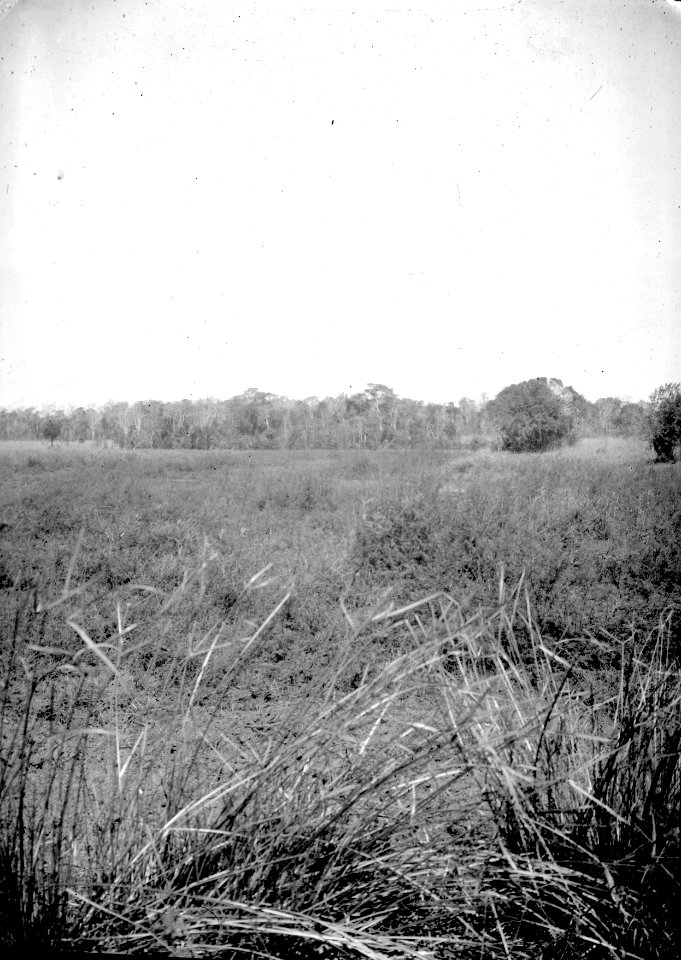 Mimosaträsk. S-te Marie de Marovoay. Madagaskar - SMVK - 021877
