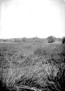 Mimosaträsk. S-te Marie de Marovoay. Madagaskar - SMVK - 021877