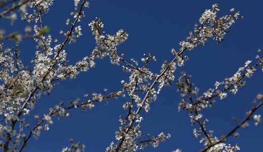 Spring fruit tree tree