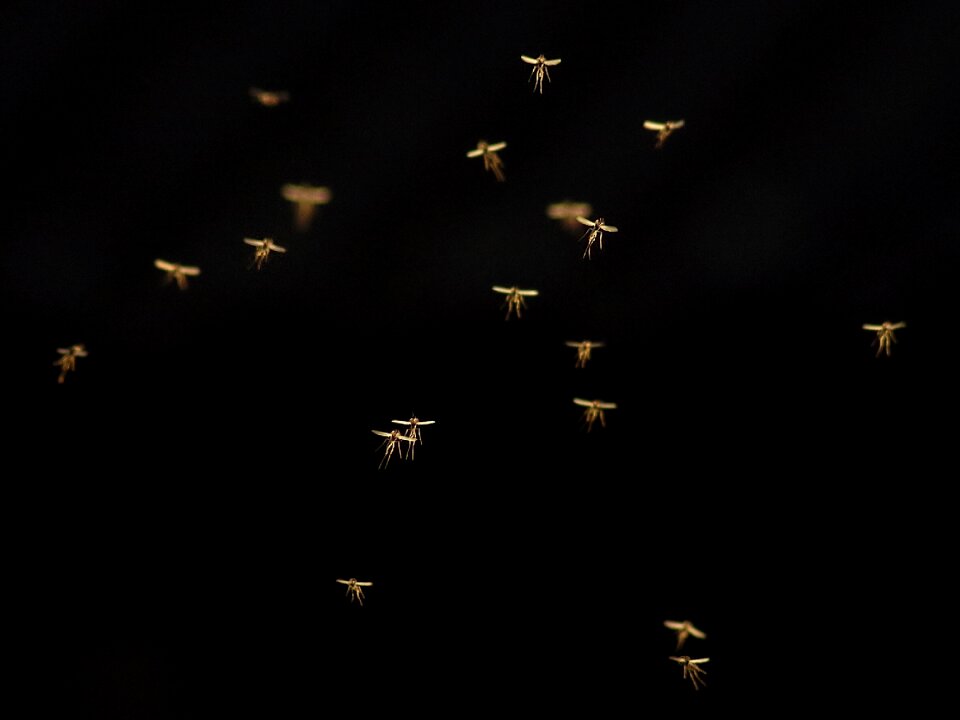 Mosquitoes backlighting insect